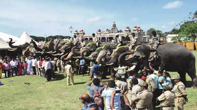 Dasara jumbos return home after putting on a grand show