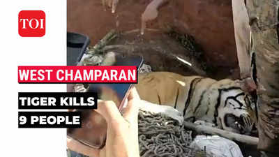 Bihar: 'Man-eating' tiger that killed nine people in West Champaran, shot dead