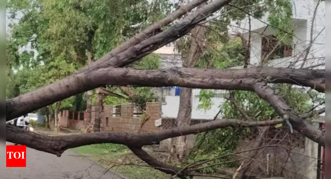 Tree Uprooted, Residents Of Sec 10a Blame Drain’s Design | Gurgaon News ...