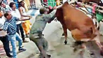 West Bengal: 1 dead in Raiganj as bull runs amok during immersion rally