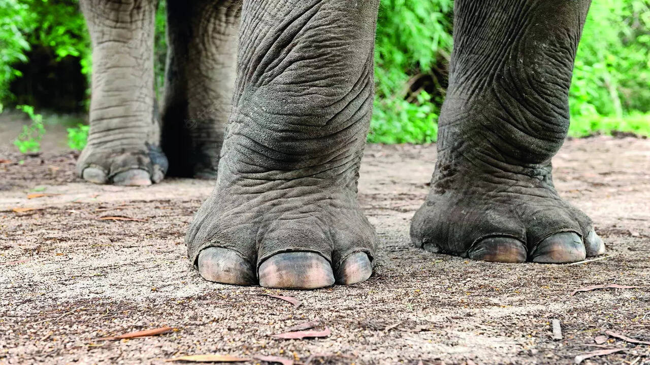 Odisha: Man trampled to death by jumbo | Bhubaneswar News - Times of India