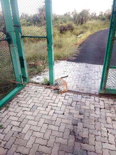 Leopard escapes after getting stuck in Gorewada safari gate
