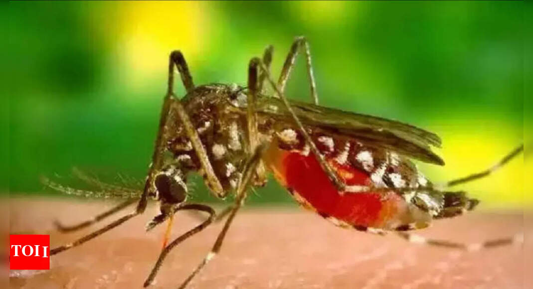 Dengue Cases in Uttarakhand Dengue cases on rise in Uttarakhand, spurt