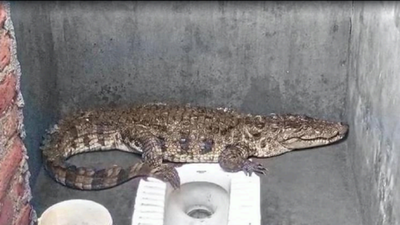 Gujarat: 6-ft-long crocodile sneaks into toilet in Anand