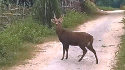 Forest cover goes up: Deer and Barasingha spotted near villages