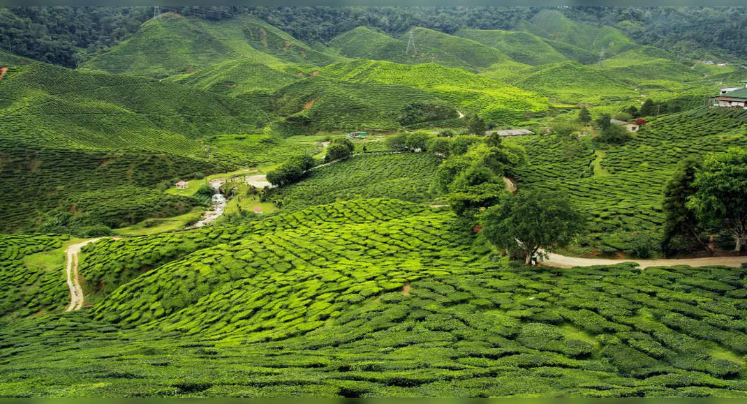 Bookmark these Munnar experiences for an unforgettable holiday in the ...