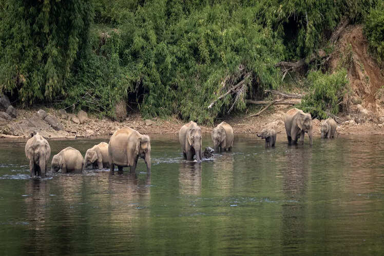 Day trip to Wild Elephant Village at Anakulam