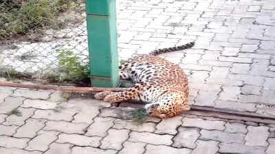 Leopard escapes after getting stuck in Gorewada safari gate