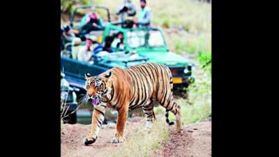 Safari cancelled in zone 1-5 as rain damages track in Ranthambore
