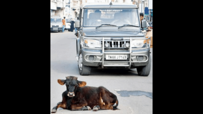 Gujarat HC questions Animal Welfare Board