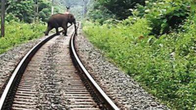 Rajdhani runs over elephant and calf in Assam's Mariani