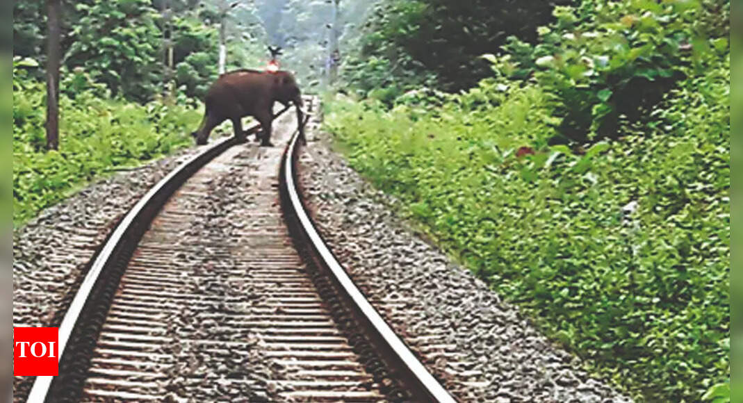 Rajdhani Express: Rajdhani Runs Over Elephant And Calf In Assam’s ...