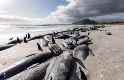 Over 200 stranded pilot whales die on Pacific Ocean's remote Pitt Island