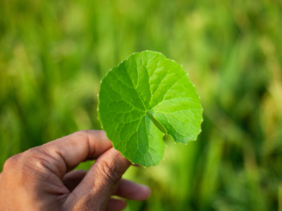 Natural memory tonic, Brahmi: Benefits