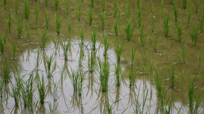 Downpour destroys paddy crops in Uttarakhand's rice bowl