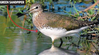 Migratory birds flock to Pallikaranai marsh early