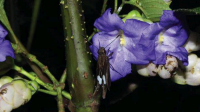 Goa: In Nirankal, the rare Karvi keeps its flowering date