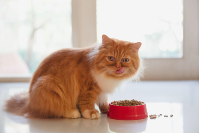 Nutrition and cats How to ensure that your cat is getting the