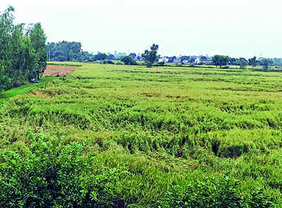 Advisory, app help farmers to save crops from rainfall