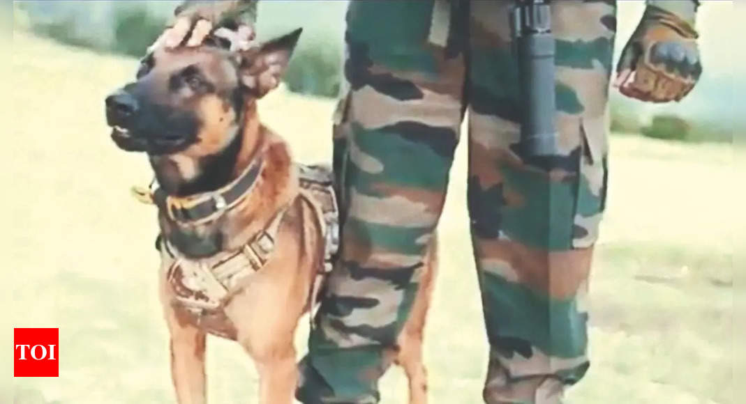 Wounded ‘Zoom’ dies in Army veterinary hospital | India News – Times of India