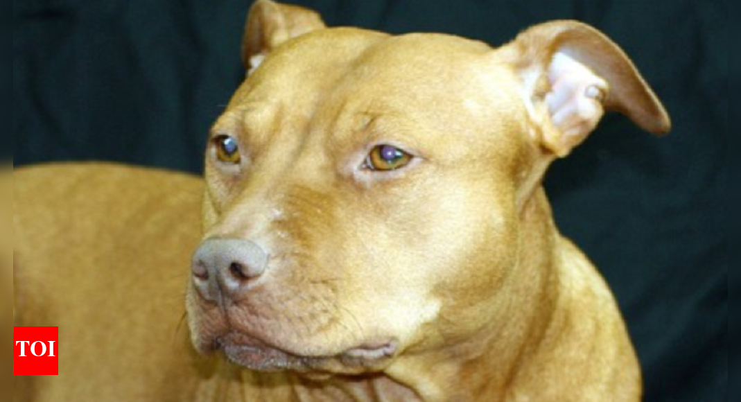 Pit Bull Attack Horse At Canecreek Park Nc Pitbull Dog Attack in Ghaziabad: 11-year-old girl injured in Pitbull
