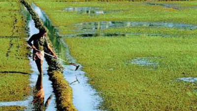 Kerala: Nod sought from revenue dept for conversion of paddy land