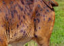 Lumpy skin disease: Can it transmit to humans? 