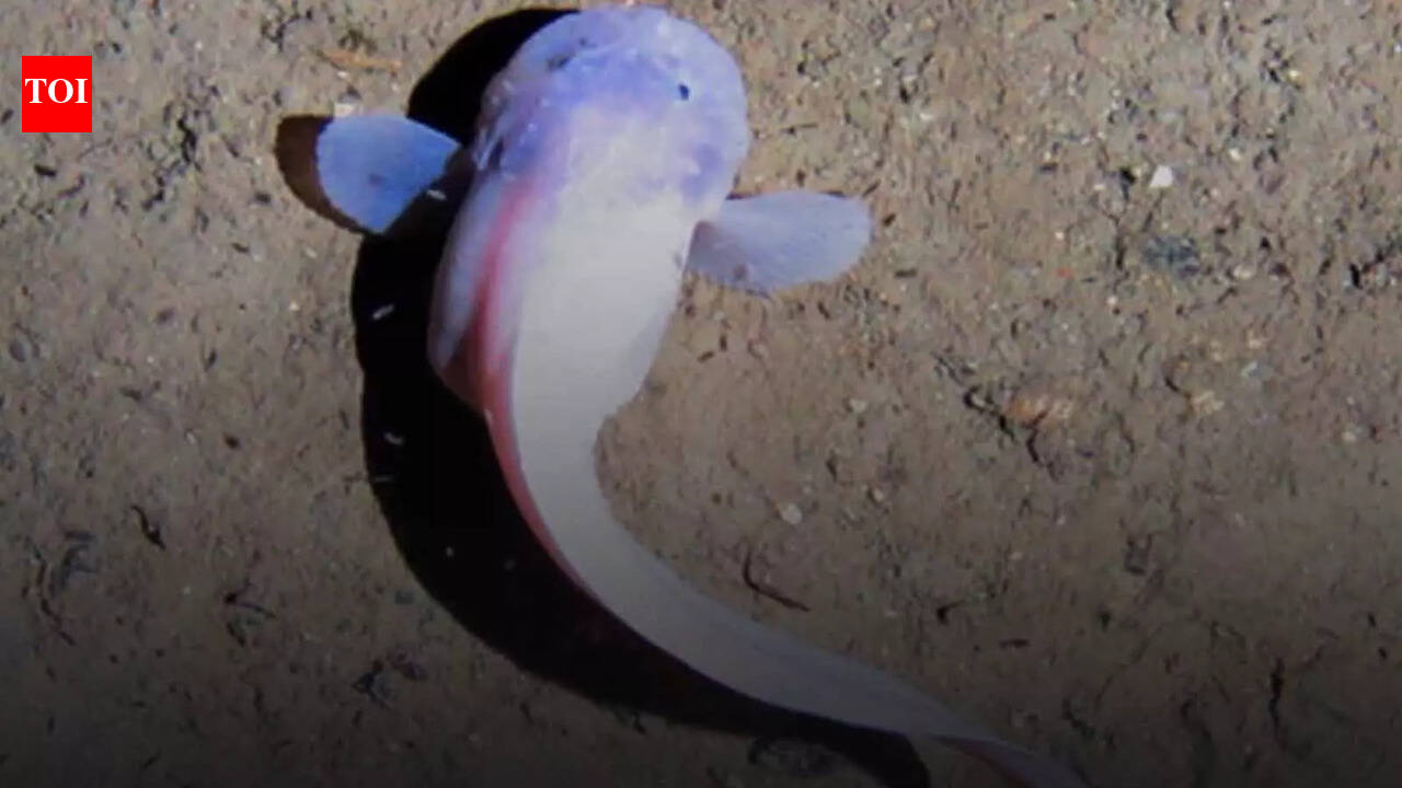 Research: New species of deep-sea fish discovered in Atacama Trench