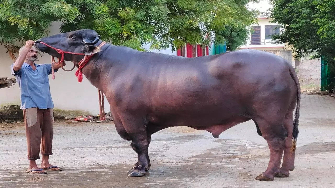 Golu-2, buffalo bull of Murrah breed, to participate in 3-day agriculture  fair in Meerut | Meerut News - Times of India