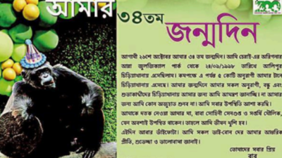 Kolkata: Zoo chimpanzee Babu sends out invite for his 34th birthday