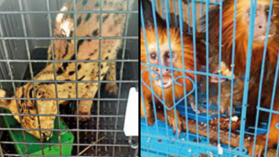 140 exotic animals & birds seized in Mizoram, 3 held