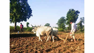 Soil quality in Rayalaseema plummets