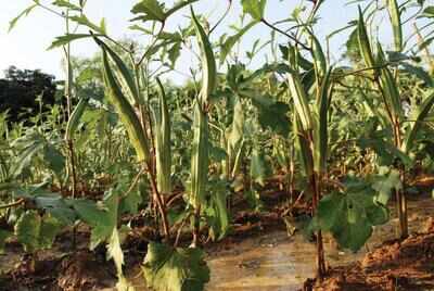 Group of farmers working to promote heritage seeds
