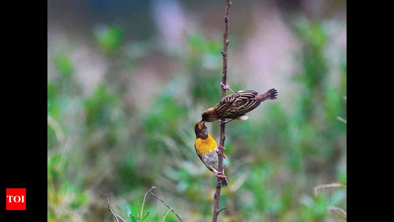 Weaver, Nesting Habits, Social Behavior & Plumage