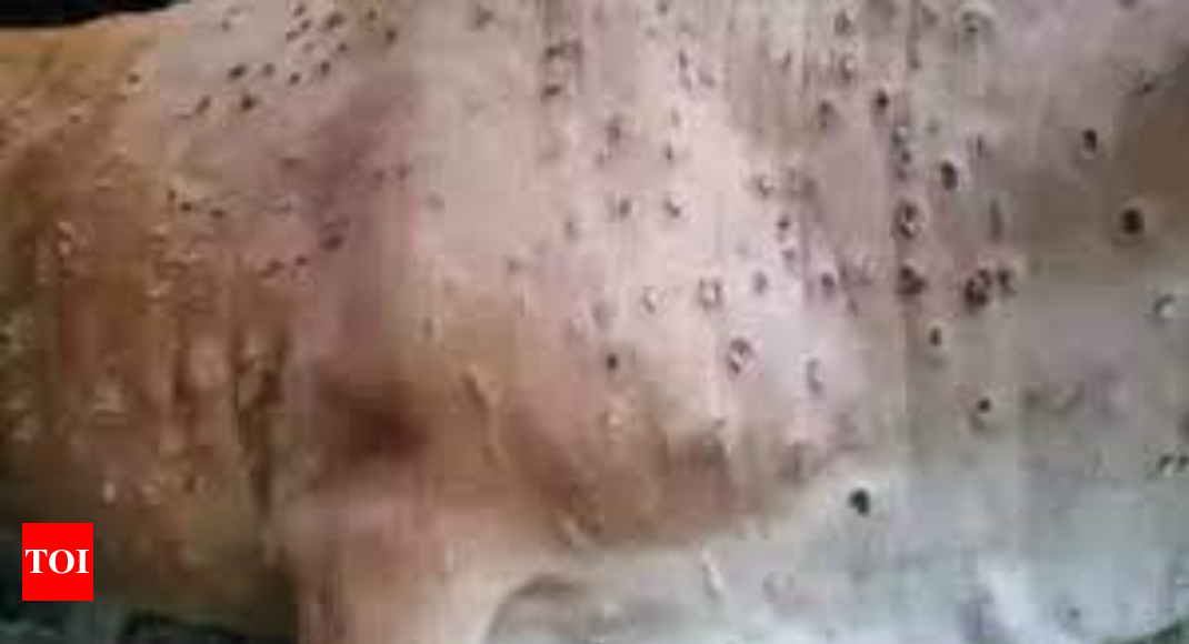 Showers triggered spread of lumpy skin disease: Maharashtra Animal  husbandry department | Pune News - Times of India