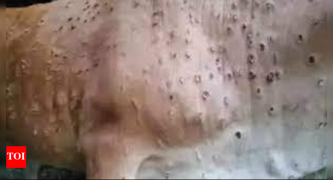Maharashtra Showers triggered spread of lumpy skin disease