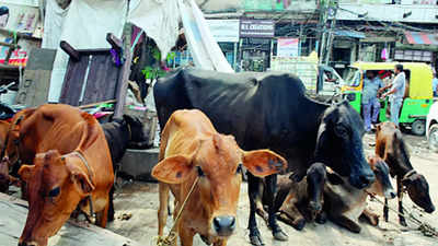 Karnataka: Lumpy skin disease triggers milk fear