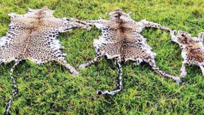 3 arrested with leopard skins in Odisha