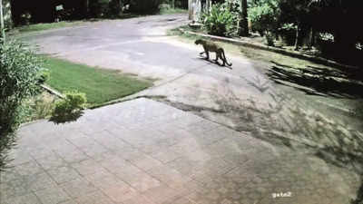Leopard sightings in residential colonies in city spark fear, split opinion on causes