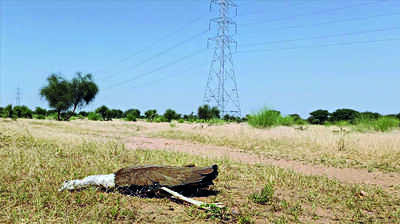 GIB dies after hitting live wires in Jaisalmer, 7th fatality in 4 years