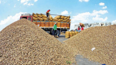 Groundnut crop estimated at 29 lakh tonnes: Shri Saurashtra Oil Mills Association