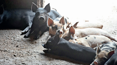 Local Bodies Intensify Drive Against Illegal Pig Farms | Thiruvananthapuram News - Times of India Local Bodies Intensify Drive Against Illegal Pig Farms | Thiruvananthapuram News - Times of India