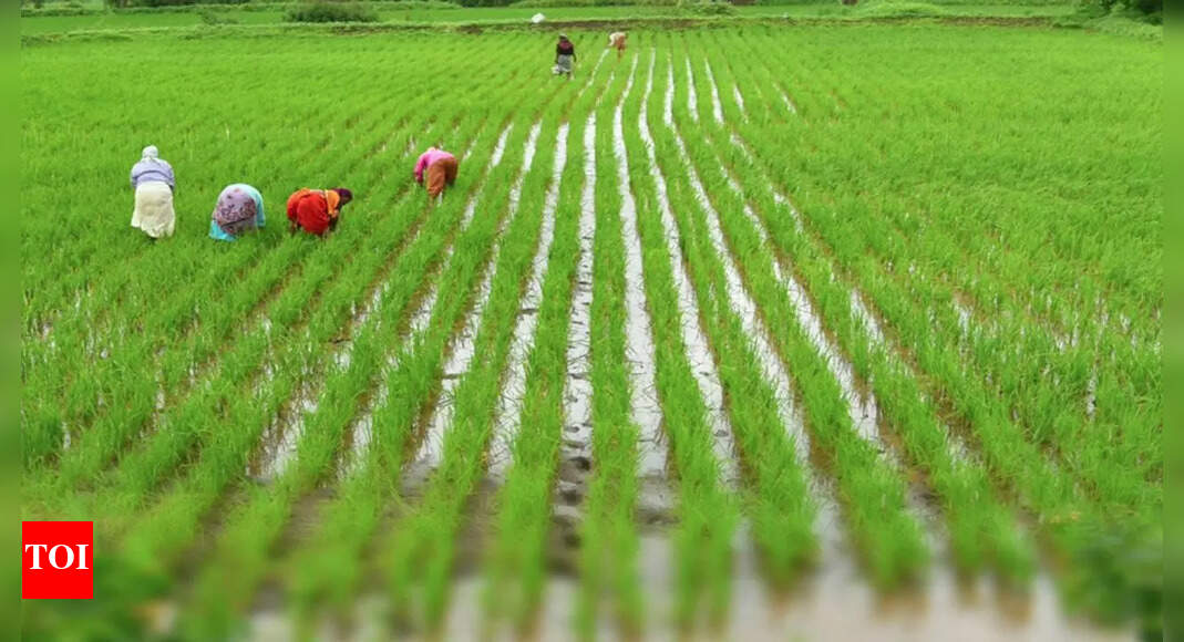 30.8cr Mooted For Farmers After Sept Rain Hits Crops | Pune News ...