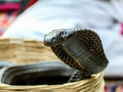 Cobra dead after biting a drunk man, video goes viral on social media