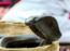 Cobra dead after biting a drunk man, video goes viral on social media