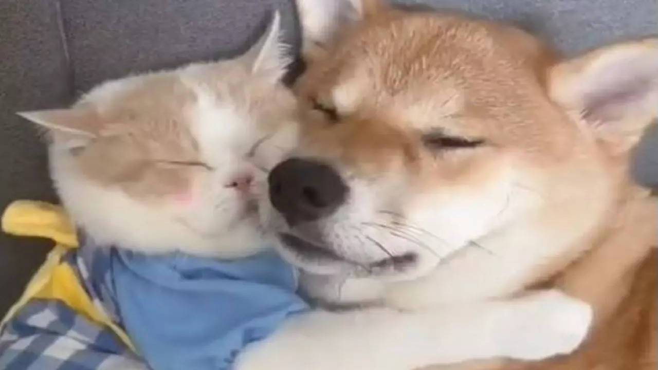 You won't find a cuter duo': Viral video of dog and cat snuggling ...