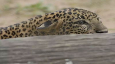 Leopard attacks goat near Coimbatore
