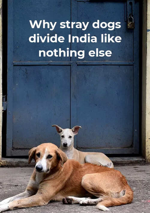 When man's best friend turns killer | India News - Times of India When man's best friend turns killer | India News - Times of India