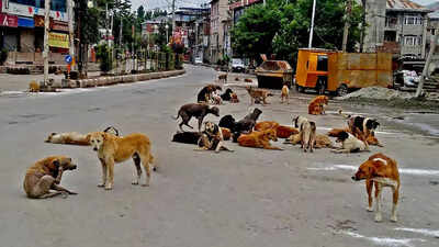 1 in 6 Indians say attack by stray or pet dog common; majority blame local bodies: Survey