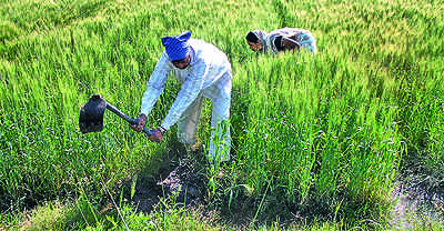 Govt hikes MSP of Rabi crops by 2-9%, lentils and mustard get better hike